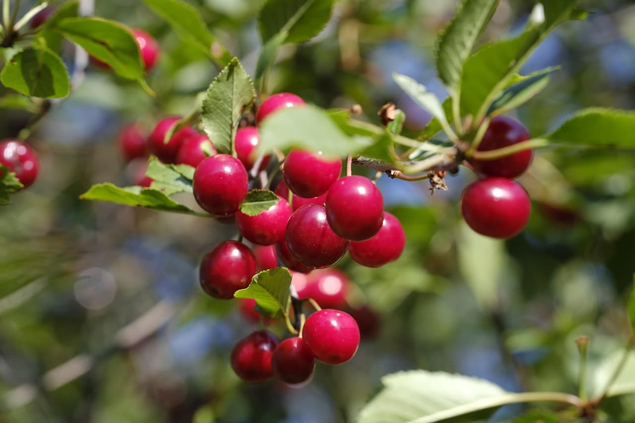 Ingredients Banner 2