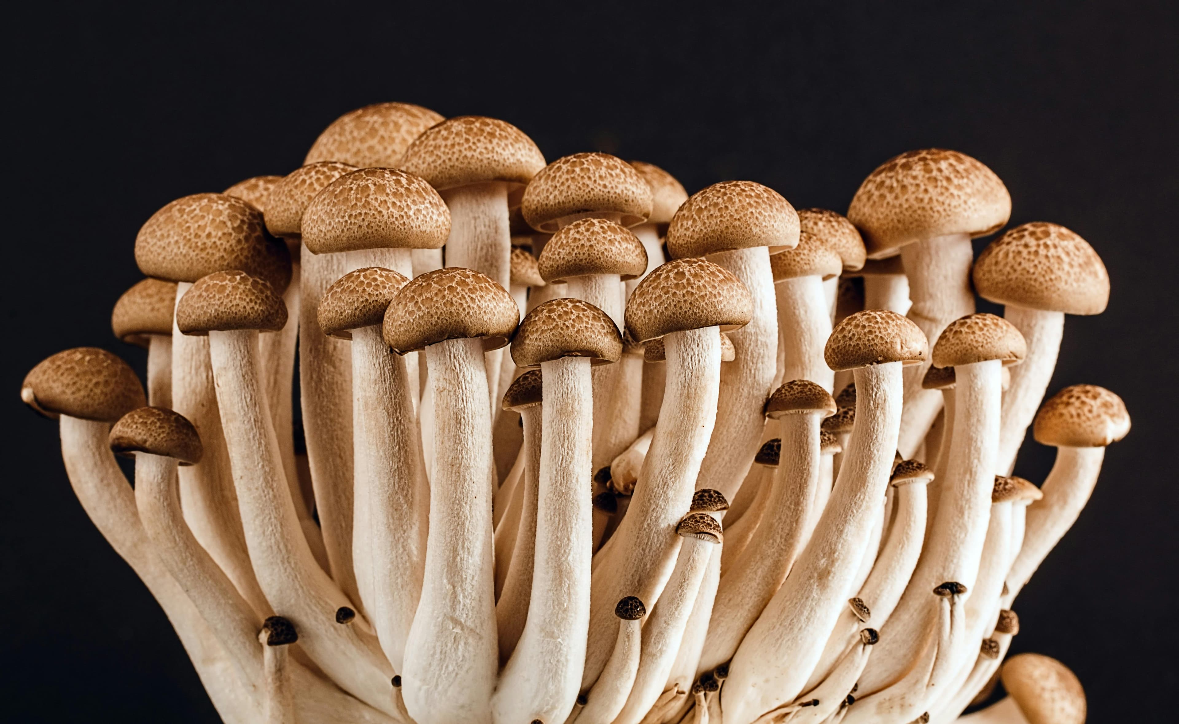 Ingredients Banner 3